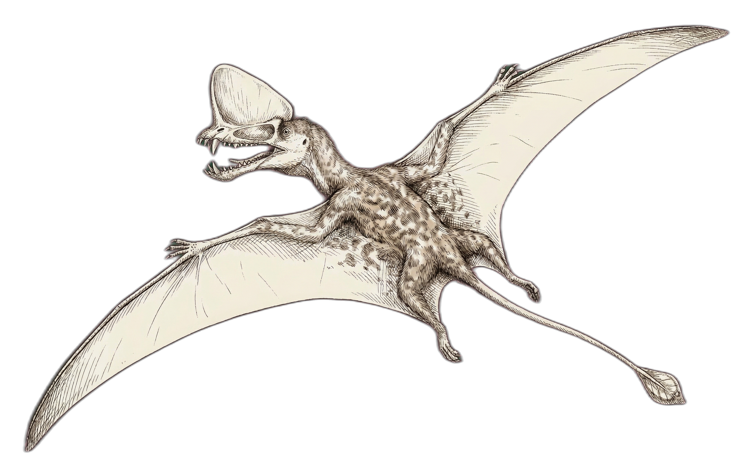Caviramus